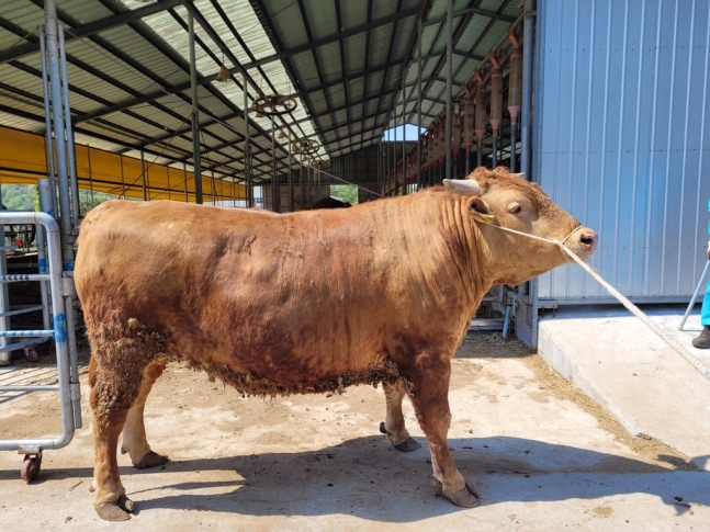 경북도 축산기술연구소 슈펴한우.jpg