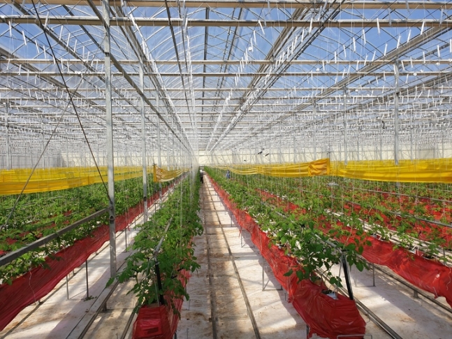 축분연료화 연구가 진행될 청송군의 유리온실 모습.jpg