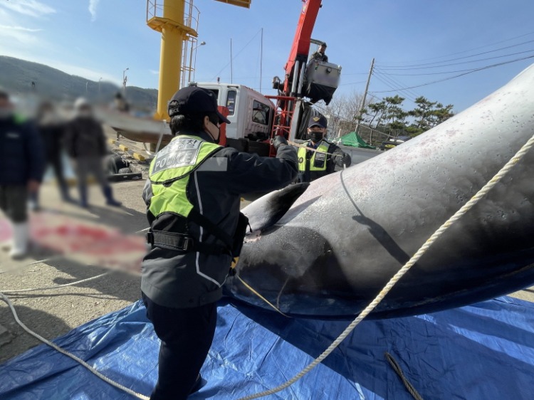 [꾸미기]포항해경 양포항 앞바다 밍크고래 혼획(혼획된 밍크고래 모습3).jpg