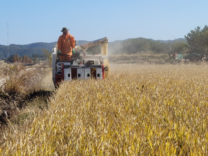 [꾸미기]경북도 올해의 쌀 선정.jpg