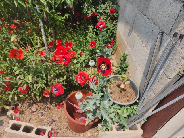 양귀비 불법 재배모습.jpg