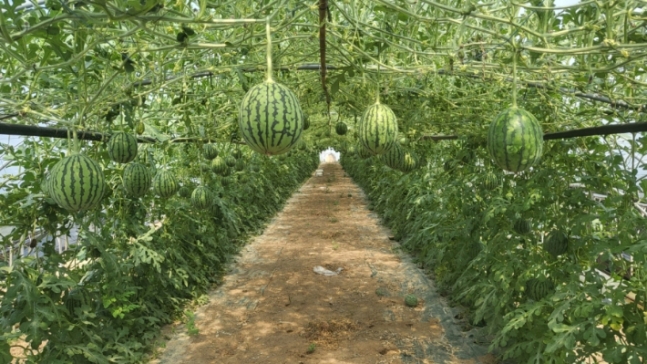 포항 애플수박.jpg