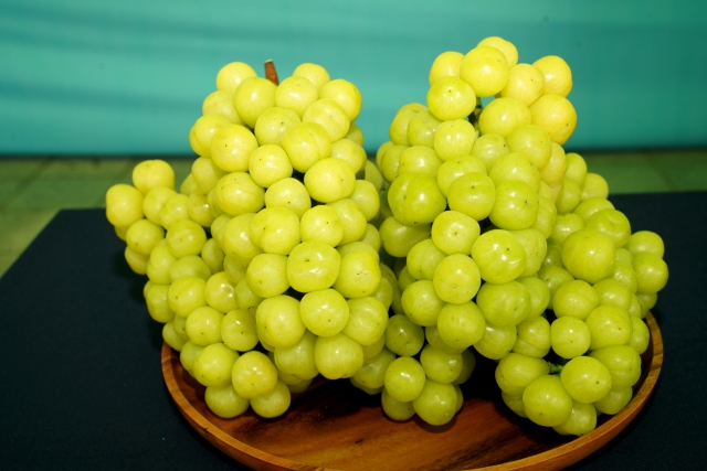 경북도 신품종 황금포도.jpg