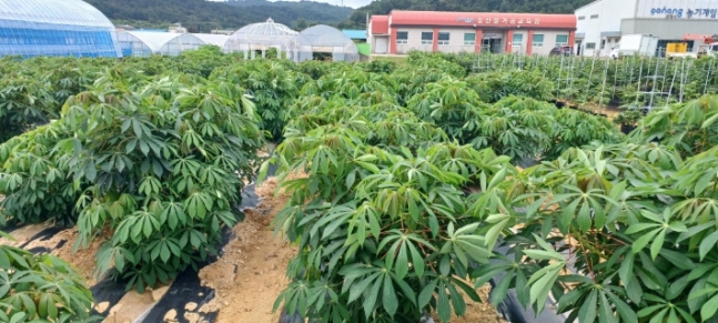 아열대작물 카사바.jpg