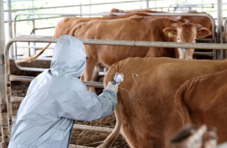 소 럼피스킨병.jpg