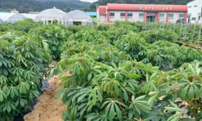 포항에서 실증재배성공한 아열대작물 카사바.jpg