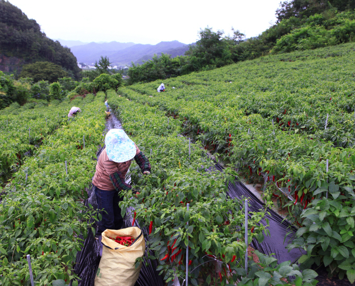 꾸미기_1-3 사진(고추수확).jpg