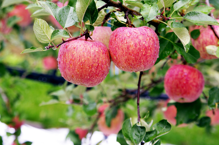 꾸미기_250808보도자료(‘청송사과’, 관광객이 꼽은 농산물 1위) (3).jpg